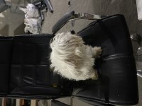 Maltese terrier sakin uslu eğitimli