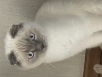 Scottish fold blue point