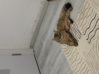 British Longhair Golden Sahiplendirilecek