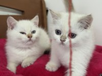 Karbeyaz mavi gözlü british shorthair yavrularımız