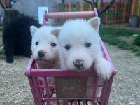 SAFKAN HUSKY YAVRULARI