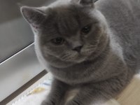 British Shorthair Yavrular