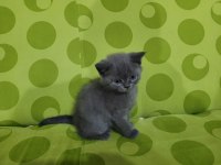 British shorthair yavru kedilerimiz
