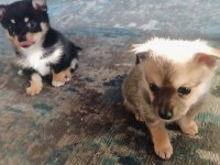 2 Aylık Çiş Pedi Eğitimli Chihuahua