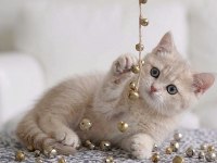 British shorthair lilac gold dişi yavru