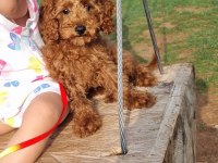 Minyatür poodle