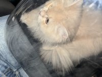 British longhair 1 yaşında
