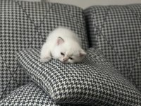 Safkan british shorthair bebişler sahibini arıyor