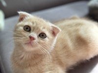 Erkek Scottish fold