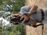 A KALİTE SAFKAN İTALİANO BLUE CANE CORSO