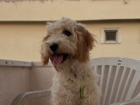Maltipoo Ateş