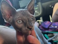 Sphynx (Sfenks)