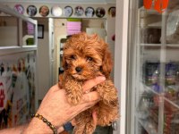 Muhteşem Maltipoo Yavrum