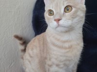 Tekir kedi ilanı