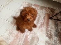 4 aylık dişi poodle
