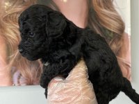 Toy poodle yavrum