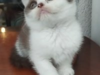 Çikolata kedilerim