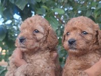 KALİTELİ POODLE YAVRULAR MEVCUT HER TONDA