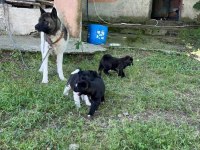 Amerikan Akita Yavrular