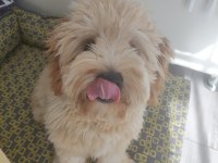10 Aylık Eğitimli Maltipoo
