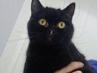 1 yaş civarı Zeytin isimli dişi kedime yuva arıyorum