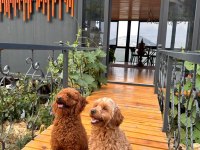 TOY POODLE YAVRULAR