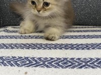 İki Minik Pati Kedimiz