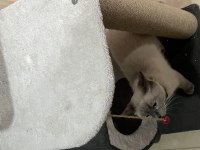 British shorthair kedimize acil yuva aranıyor