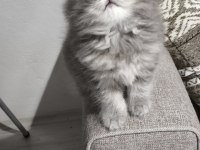 Pofuduk Chinchilla Yavrum