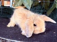 SAFKAN HOLLANDA TEDDY LOP TAVŞANI YAVRULAR