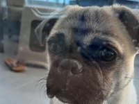 SAFKAN PUG YAVRUMUZ