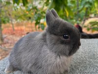 Blue renk Hollanda cüce tavşanlar