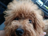 5 Aylık Tüm Aşıları Tam Toy Poodle