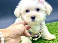 65 günlük dişi köpeğimiz