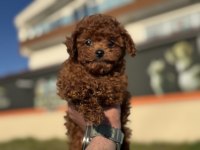 Petmode köpek çiftliğinde ziyarete açık toy poodle