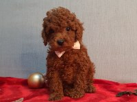 Irk ve sağlık garantili orijinal anne altından köpekler