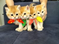 Safkan british shorthair golden ny12 yavrular