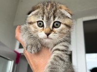 Sahiplendirilecek yavru scottish fold