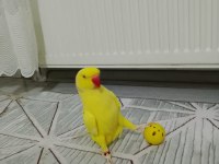Evcil erkek pakistan papağanı