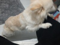 Sahibinden 2 yaşında pomeranian köpeği