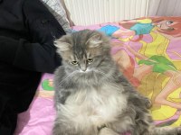 1 buçuk yaşında dişi kedimiz