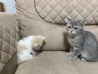 Kayseri içi british shorthair sahiplendirme yapılacaktır