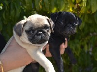 3 adet dişi pug bebek