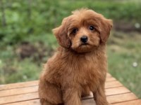 RED MALTİPOO ERKEK KÜT BURUN