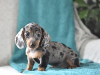 ÖZEL DACHSHUND BEBEKLERİMİZ GARANTİLİ AŞILI