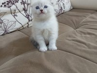 Minik Scottish Fold Yavrum