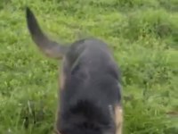 Eğitimli Şahsi Köpeğim