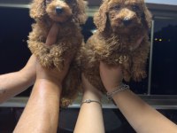 Toy Poodle Bebekler