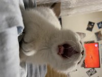 British shorthair silver point 2.5 aylık erkek bebek