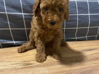 Uygun Puan Poodle Yavrularımız